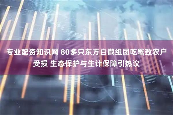 专业配资知识网 80多只东方白鹳组团吃蟹致农户受损 生态保护与生计保障引热议